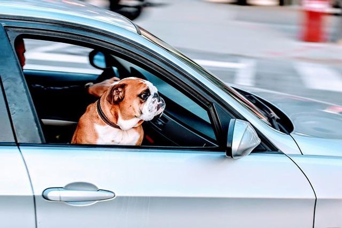 Haustier-auto-hund-regeln