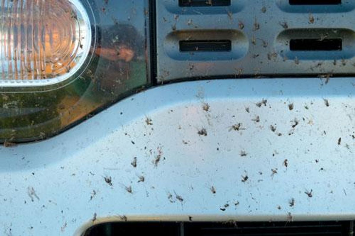auto-insekten-reinigen